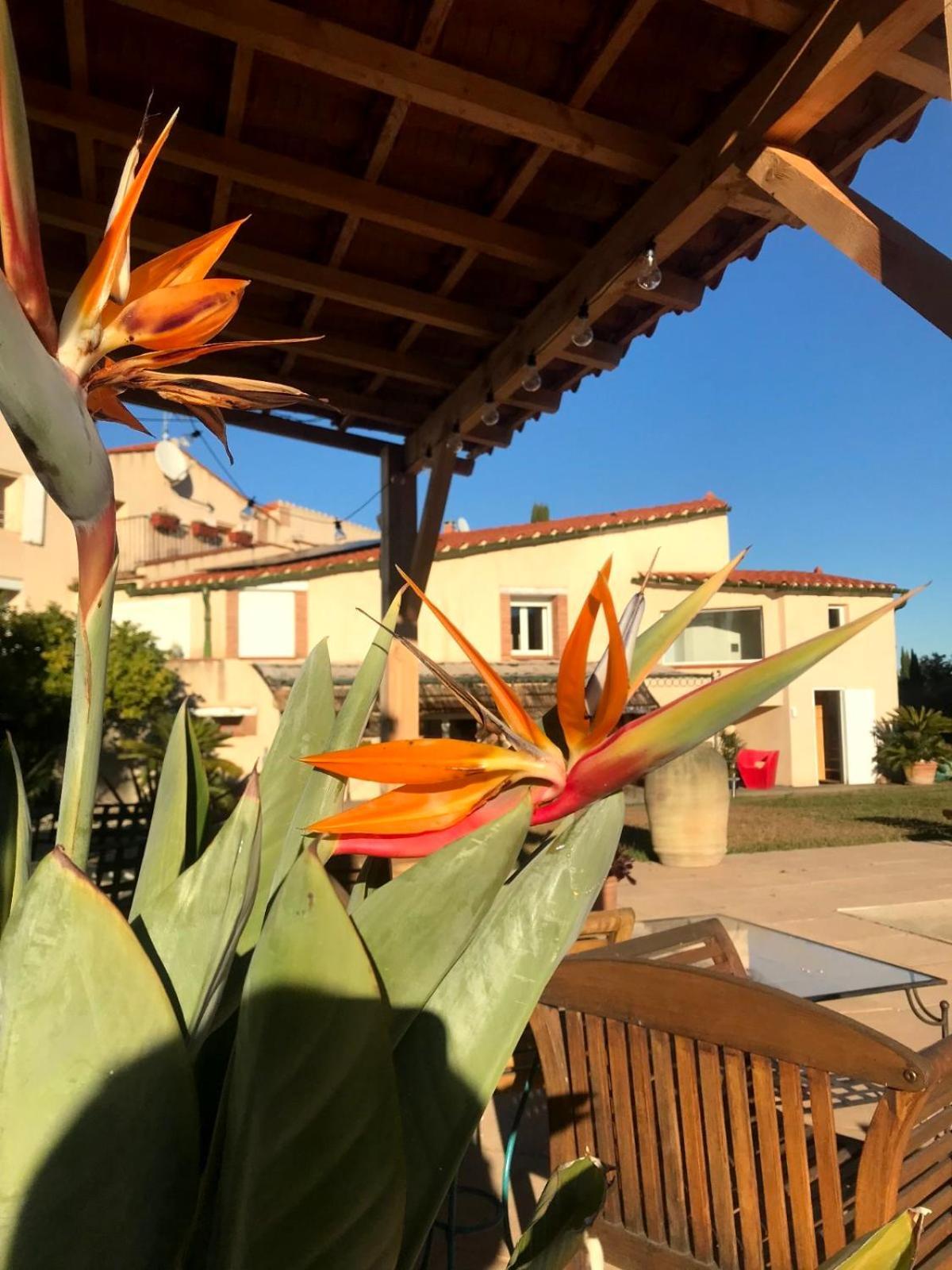 "Mas Tramontane "Chambres D'Hotes Et Studio Avec Piscine Dans Parc Arbore Ille sur Tet Bagian luar foto